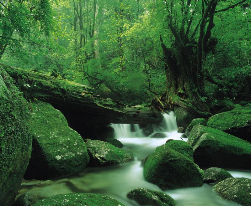 khe núi Shitatani Unsuikyo ở đảo yakushima khe núi Shitatani Unsuikyo ở đảo yakushima